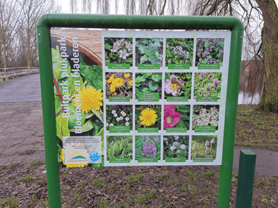 Samen groeien in de Lelystadse (stads)natuur