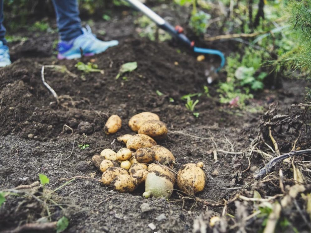 Aardappelen Een tegen Eenzaamheid Lelystad